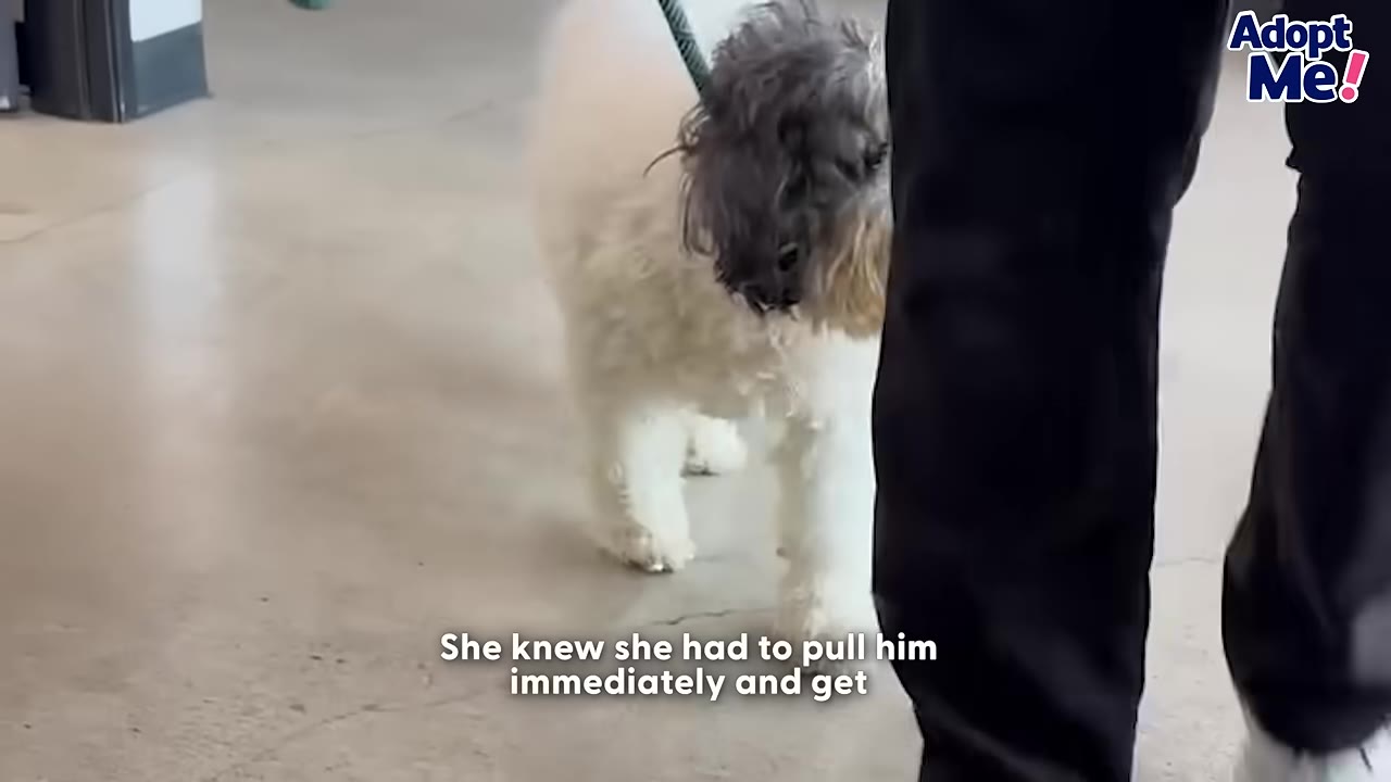 A small white and grey dog being walked on a leash indoors next to a person wearing black pants.
