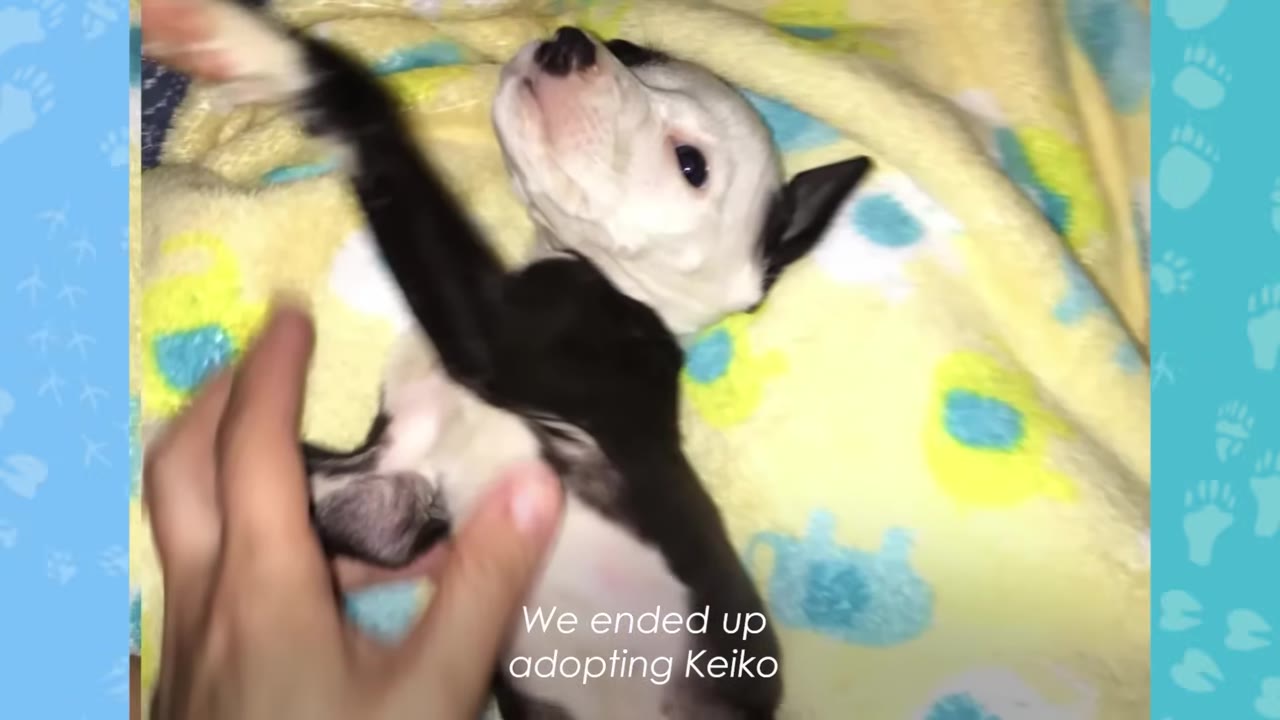 A black and white puppy lies on its back on a yellow blanket while a hand gently pets its belly, with text overlay reading 'We ended up adopting Keiko'.