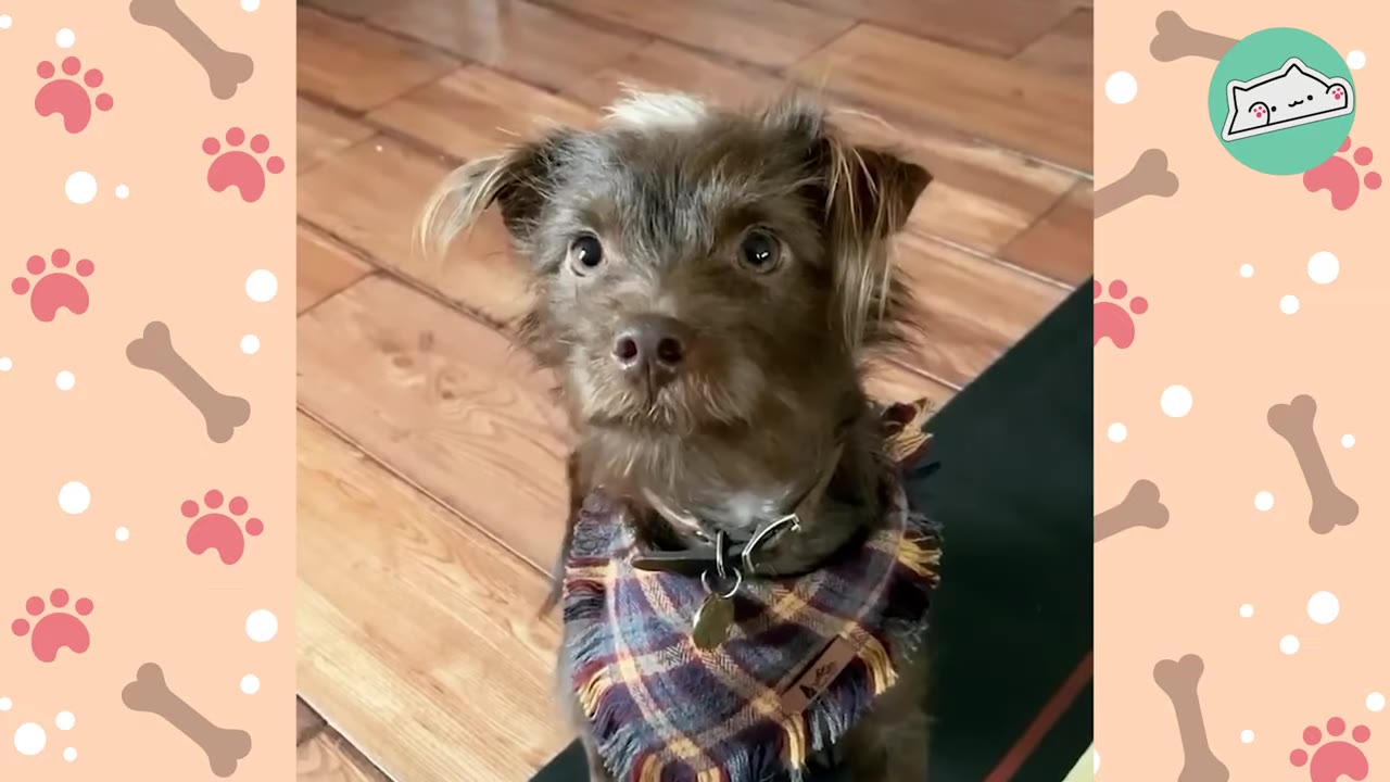 A small, brown, scruffy dog with wide, anxious eyes wearing a plaid bandana sits on a wooden floor.