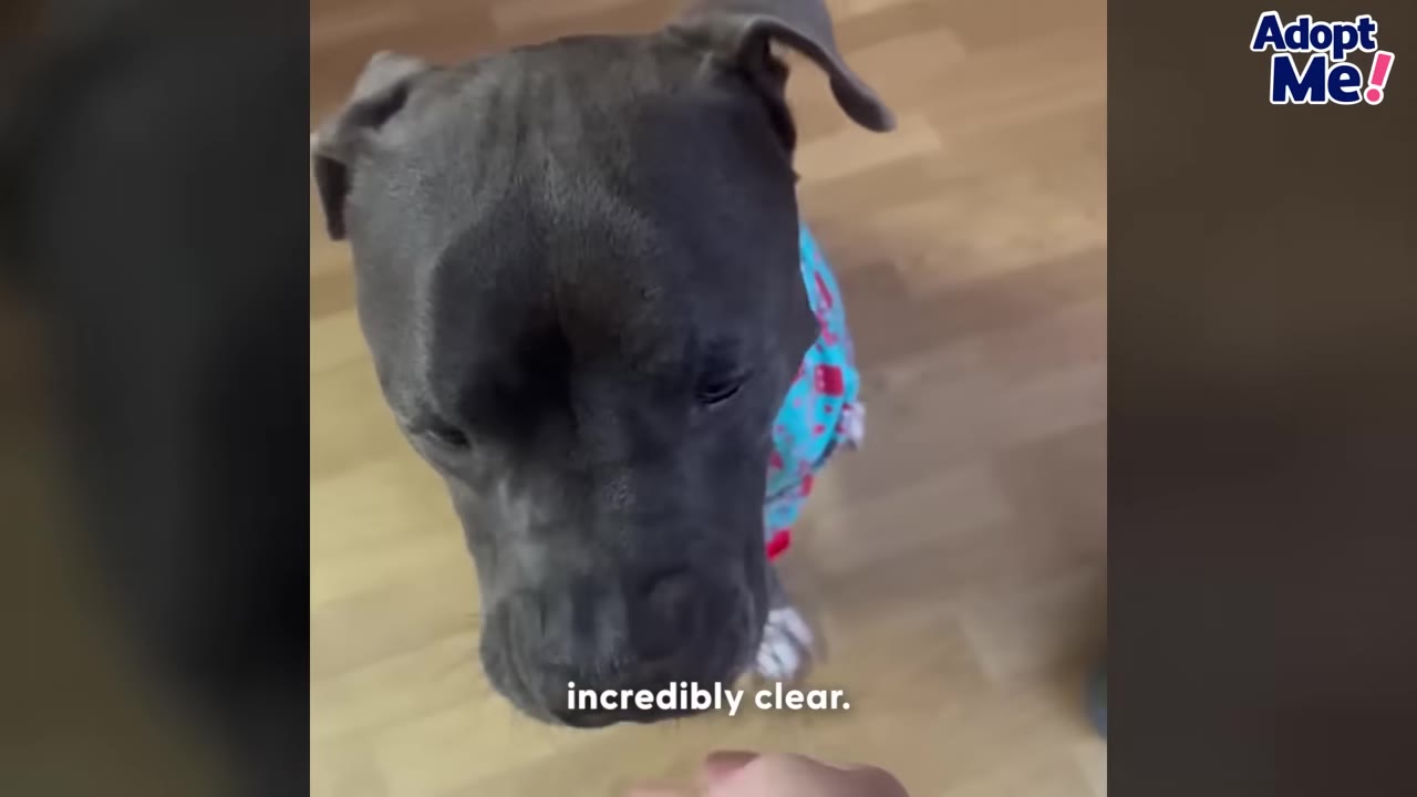 A close-up shot of a grey pit bull wearing a colorful blue and red patterned shirt, standing on a wooden floor inside a home.