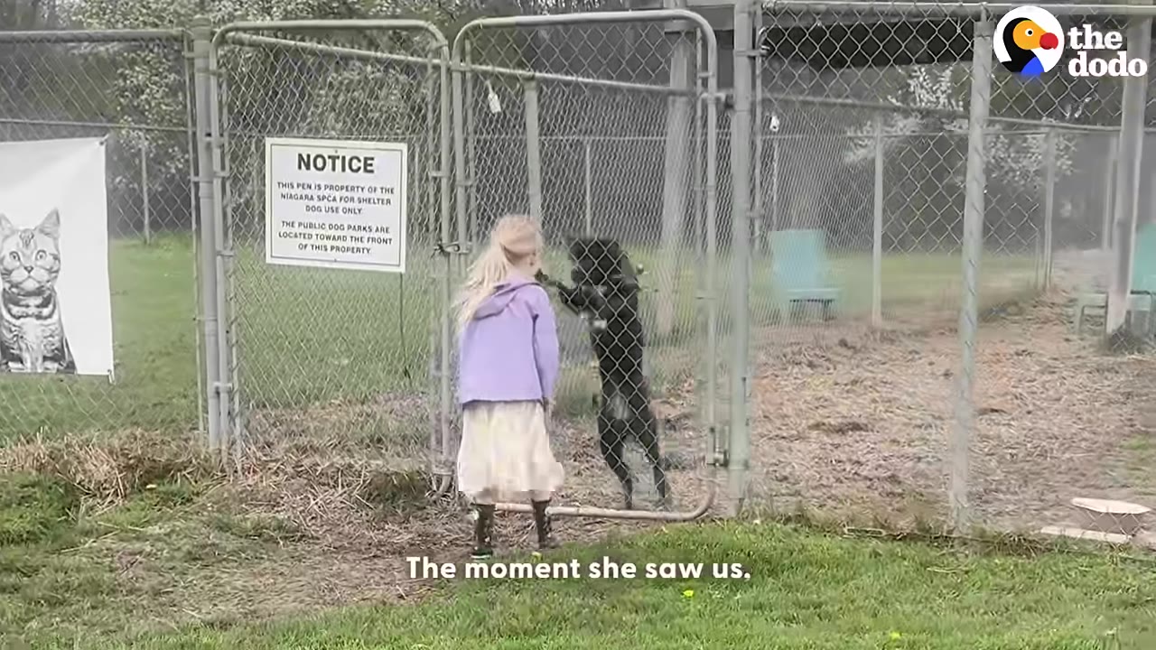 A young girl in a purple jacket stands in front of a chain-link fence, looking at a black dog that is standing on its hind legs against the gate.