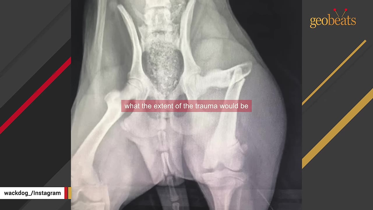 An X-ray of a dog's pelvis and hind legs showing a bone fracture.