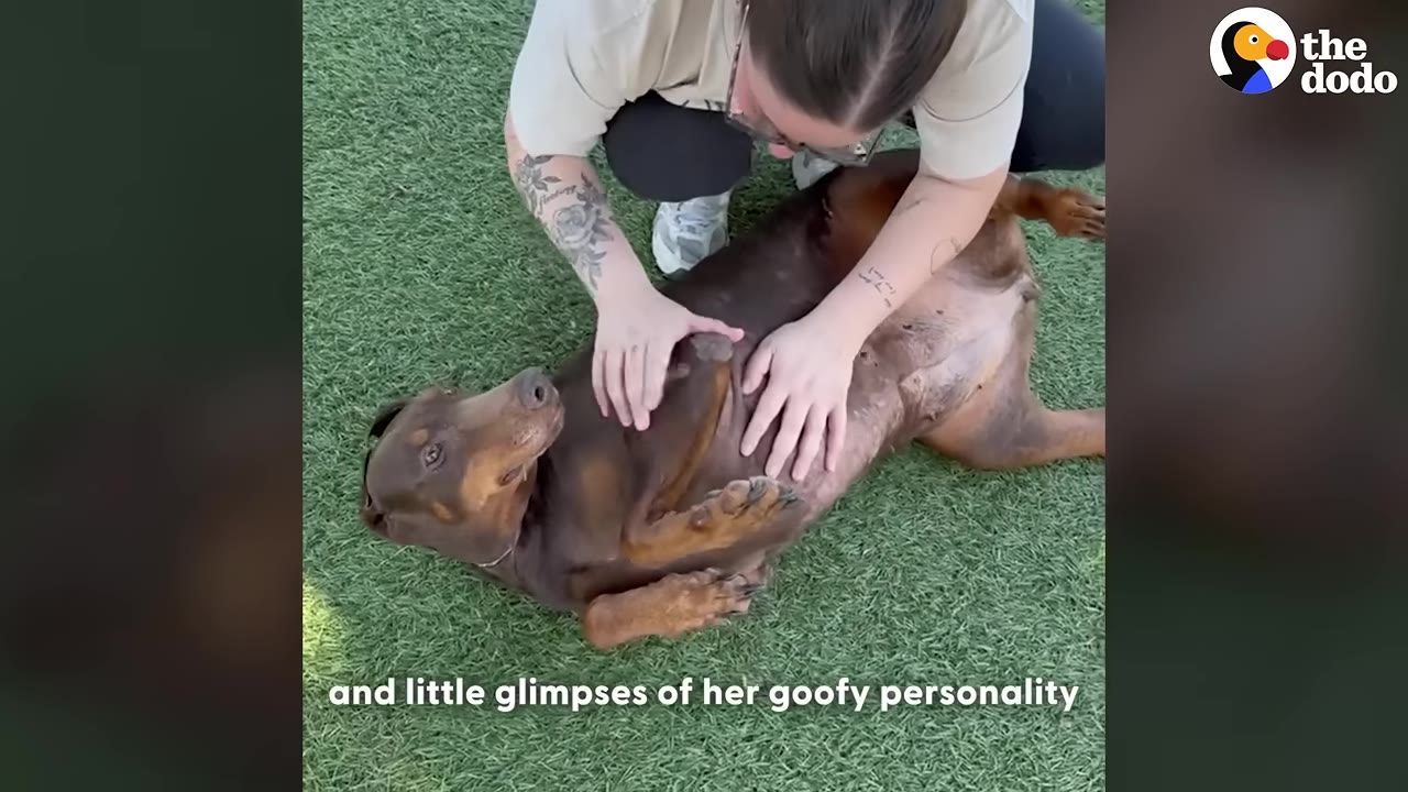 A brown Doberman named Jenny lies on her back on green grass, happily receiving belly rubs from a person kneeling beside her.