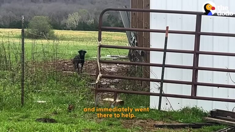 Missouri Dog Wandered Onto A Farm To Give Birth, And Her Rescue Unfolded In The Sweetest Way