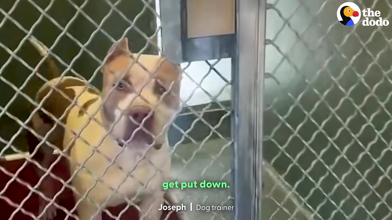 A tan and white pit bull stands behind a chain-link fence inside a shelter kennel, looking directly at the camera.