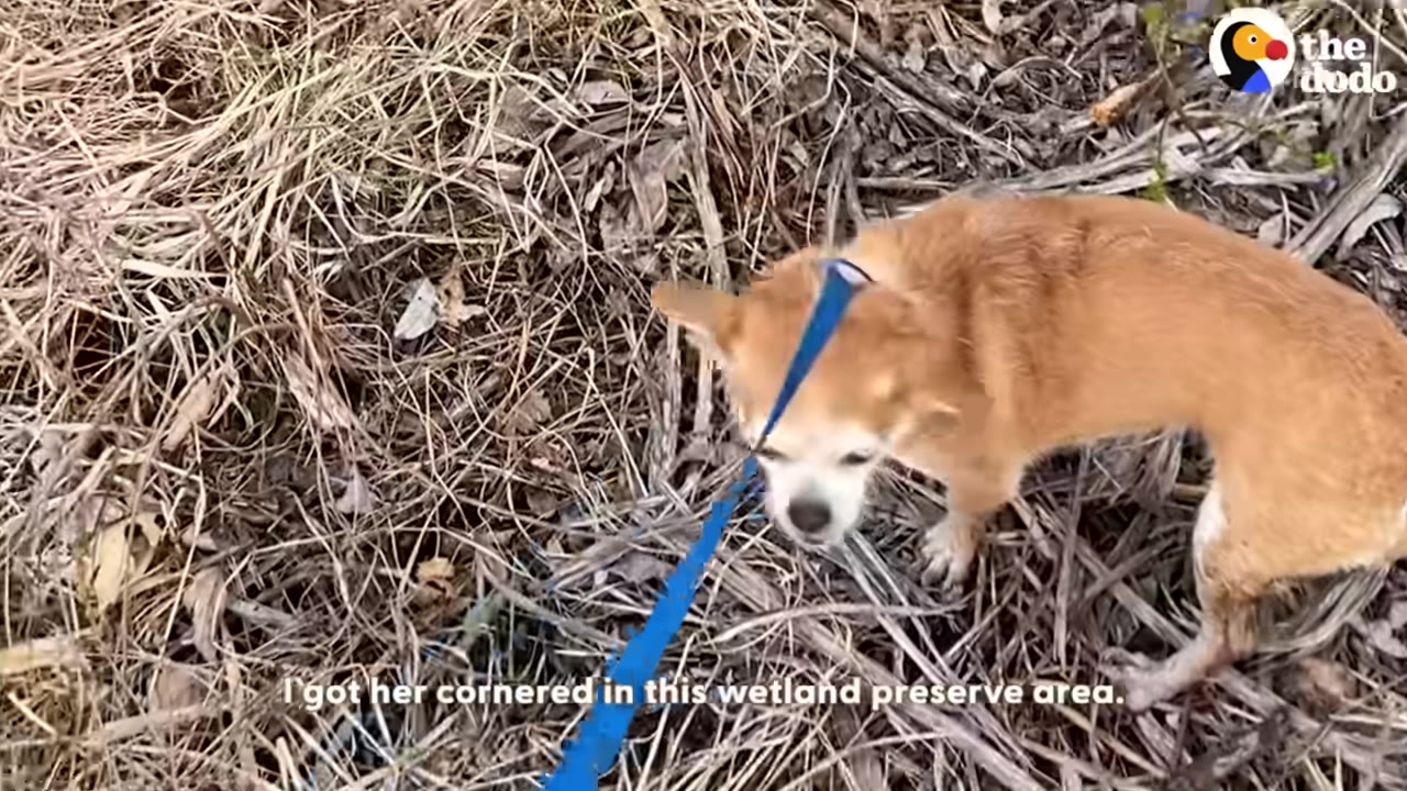 A small tan dog with a blue leash stands on dry, brushy ground in a wetland area.