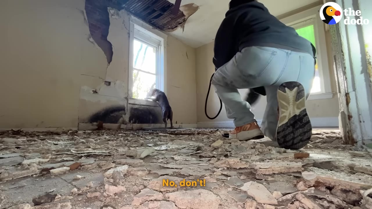 A person in a dark hoodie and light jeans kneels on a debris-covered floor, approaching a dog that is standing on its hind legs looking out a window in a dilapidated room.