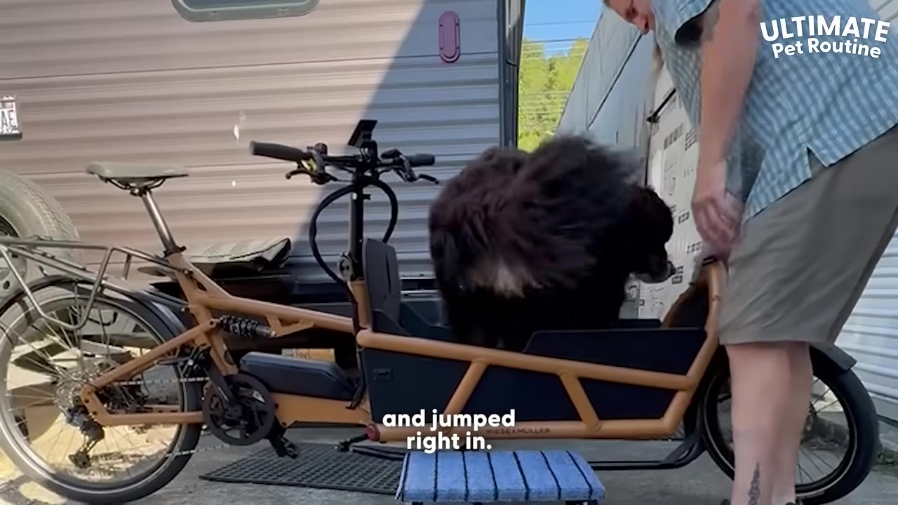 A man stands next to a brown cargo bicycle as a large fluffy black dog jumps into the front cargo bucket.