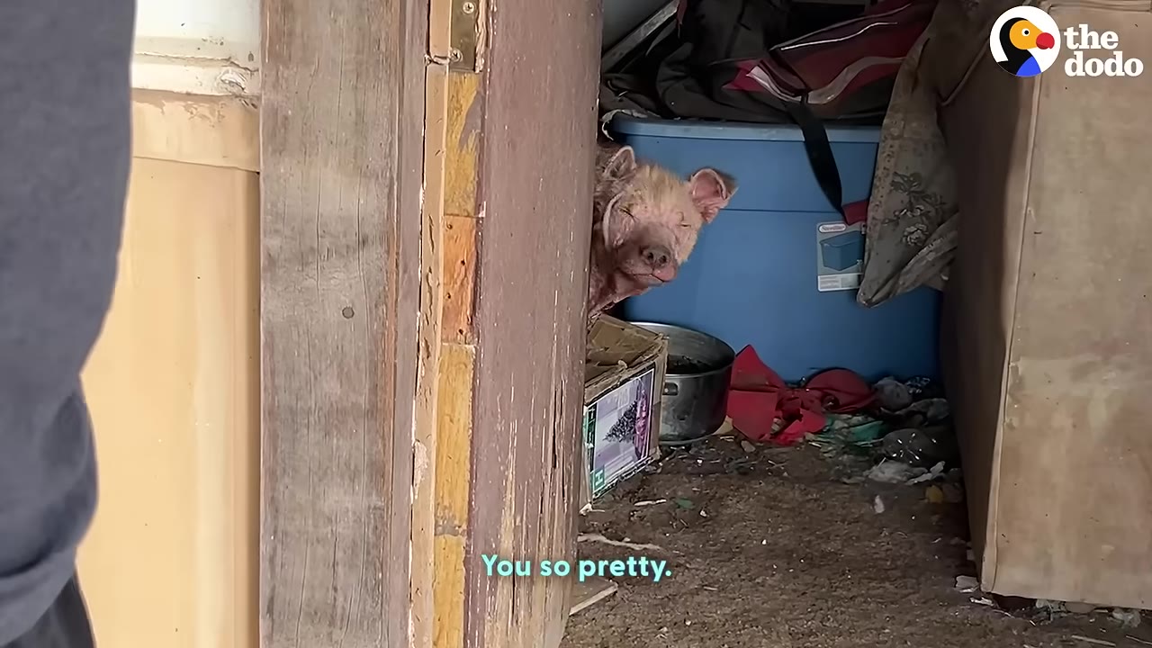 A small, hairless puppy with mange peeks out from behind a wooden door frame in a cluttered room, looking towards the camera.