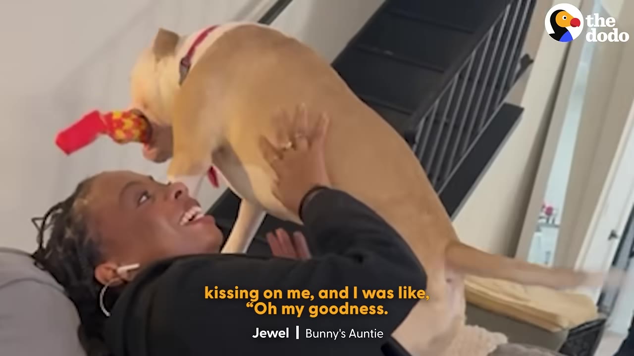 A tan and white dog stands over a smiling woman lying down, holding a red and yellow toy in its mouth as she reaches up to pet it.