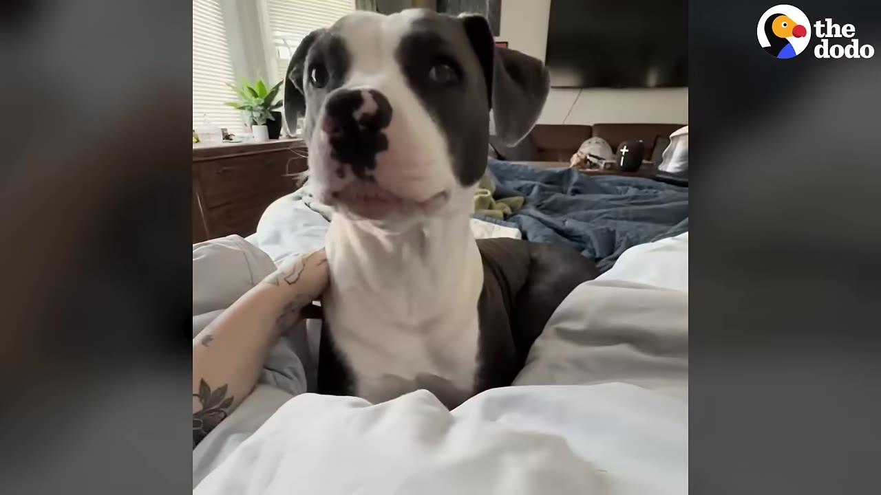 A black and white pit bull mix sits in bed, looking attentively at the camera while a tattooed hand gently rests on his shoulder.