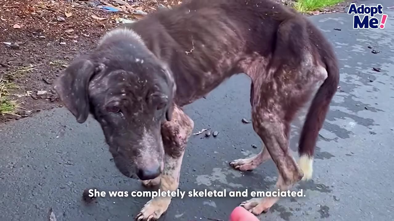 An emaciated, dark-furred dog with skin issues stands on a paved road as a hand gently reaches out towards it from the bottom of the frame.