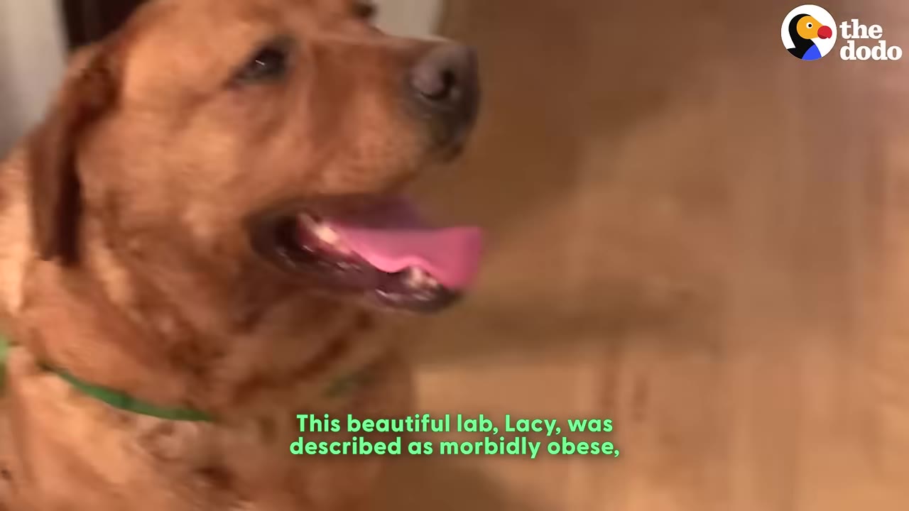 A close-up shot of Lacy, a large brown Labrador Retriever, looking to the side with her mouth open and tongue out.
