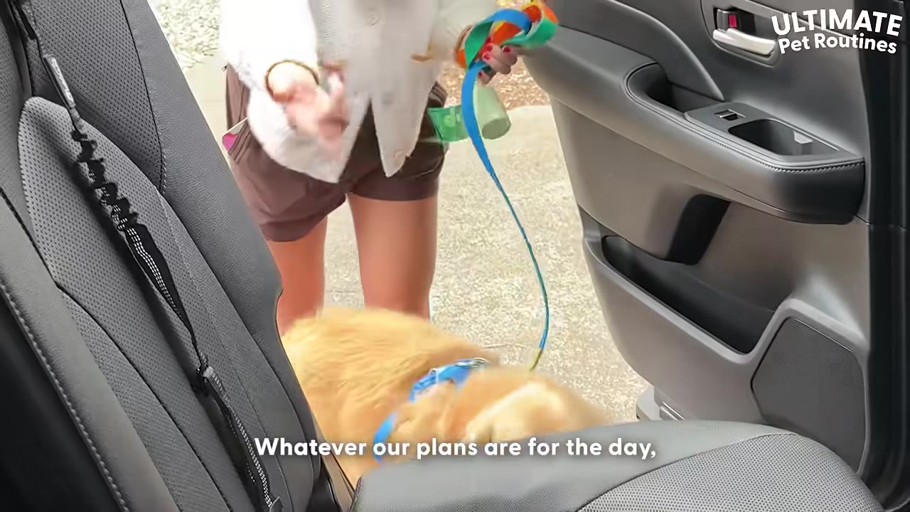 A golden retriever wearing a blue collar stands by an open car door while a woman holds a colorful leash.