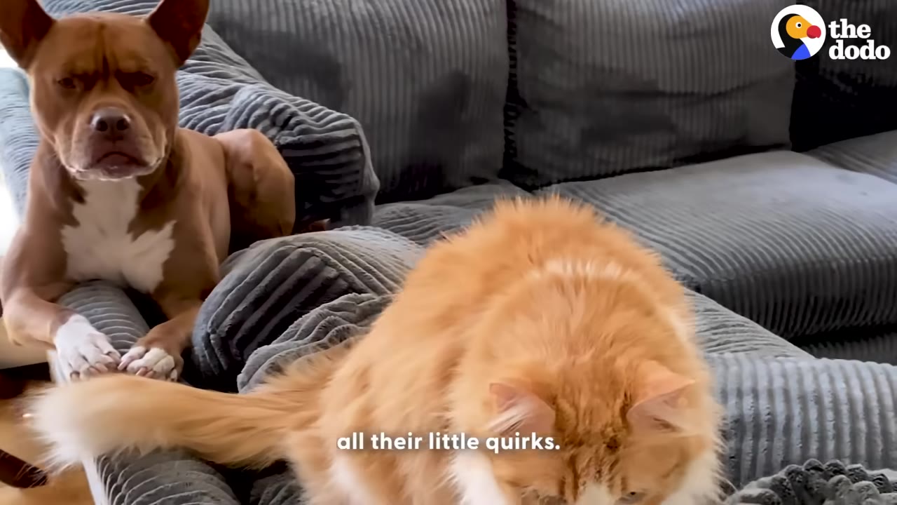 A brown and white dog with a grumpy expression sits on a grey corduroy couch next to a fluffy orange cat.
