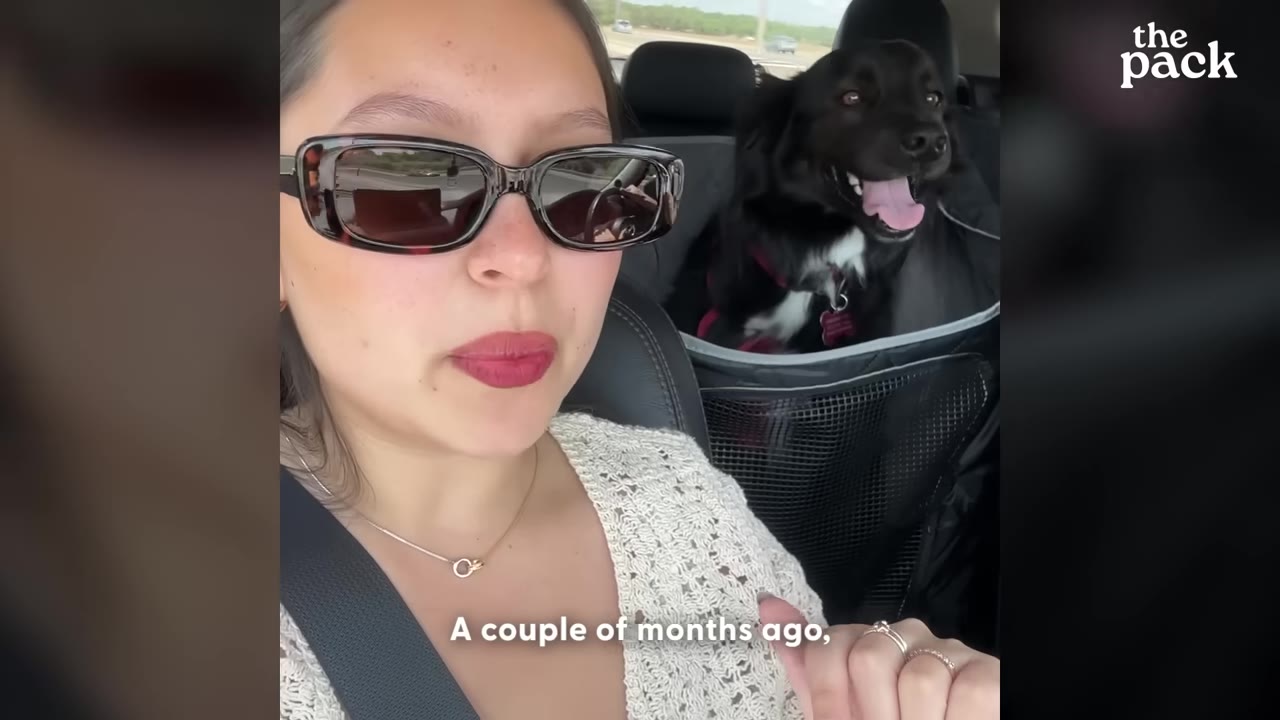 A woman wearing sunglasses sits in the front seat of a car while a black dog with a white chest sits in a pet seat in the back.