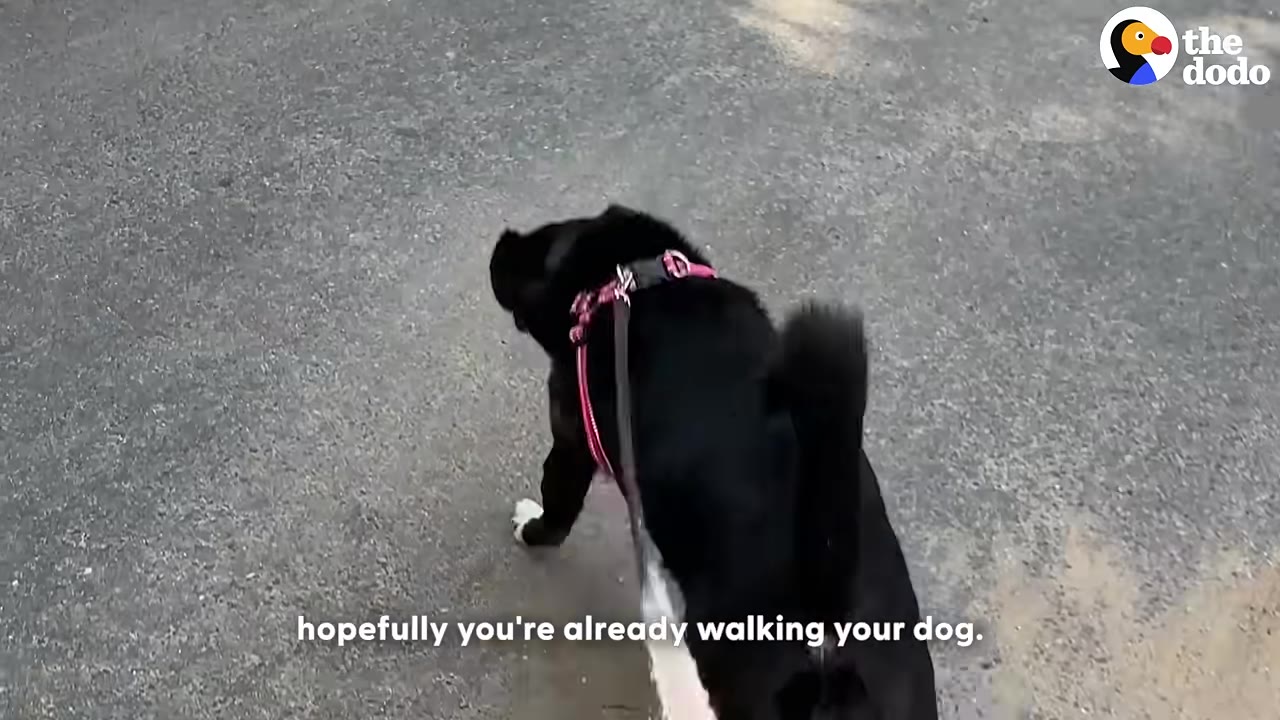 A black dog wearing a pink harness walks on a paved path on a leash.