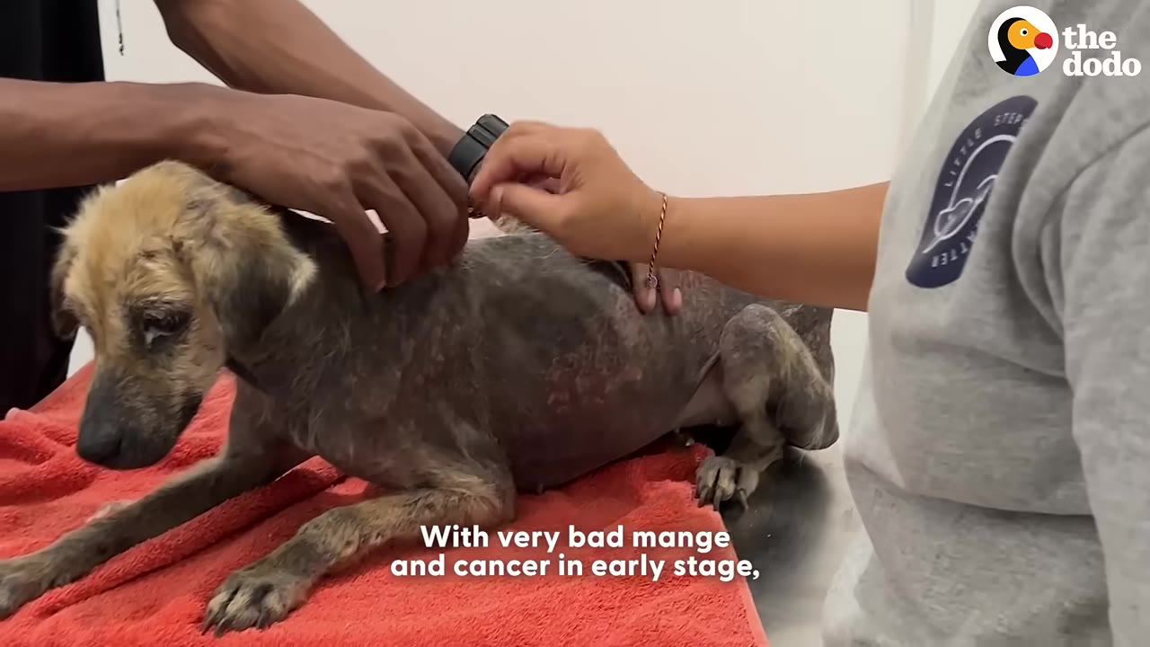 A thin, scruffy dog with severe hair loss and skin irritation lies on a red towel while being examined by two people's hands.