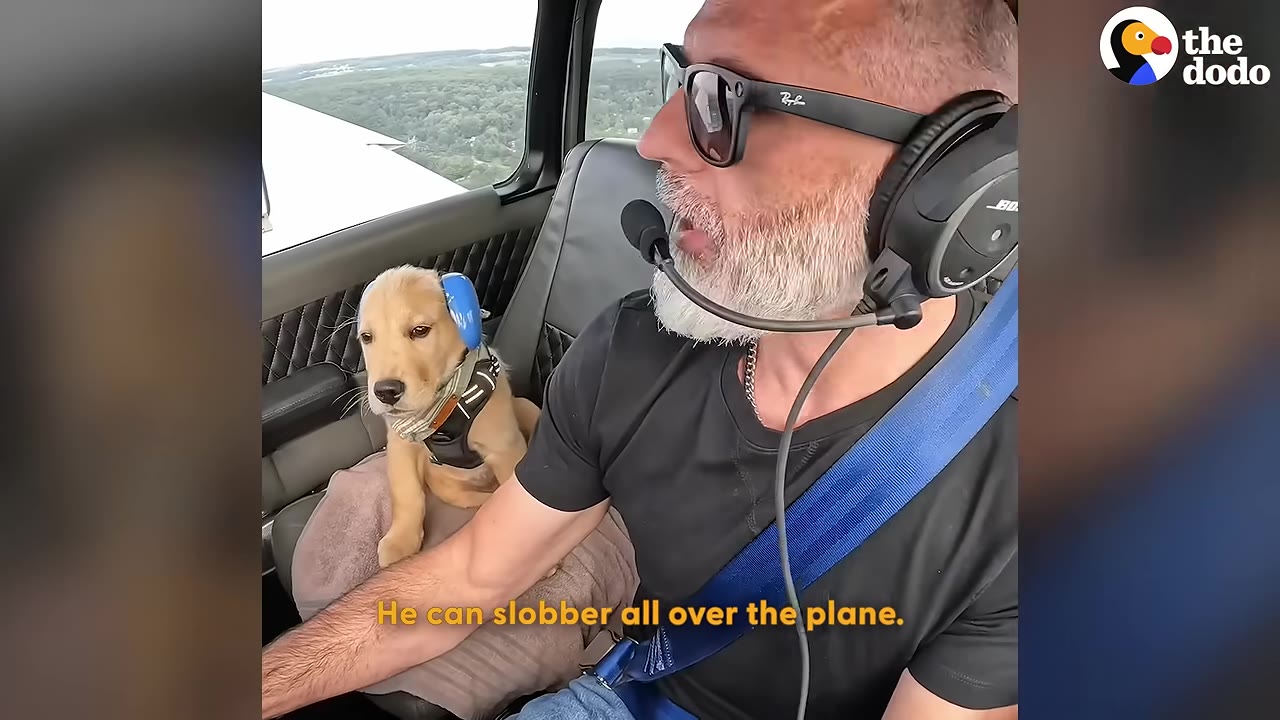 A golden puppy wearing blue ear muffs sits on a seat next to a man wearing sunglasses and a pilot headset inside an airplane cockpit.