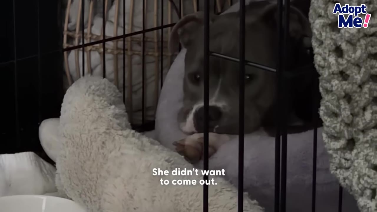 A frightened grey and white pit bull mix lies curled up inside a wire dog crate, resting her head on a plush dog bed behind a white stuffed animal.