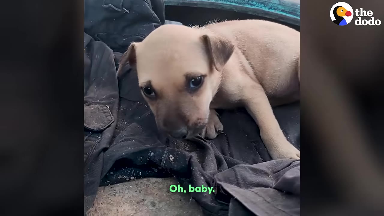 A small, light brown puppy lies on a dark piece of clothing, looking up with sad, wide eyes.