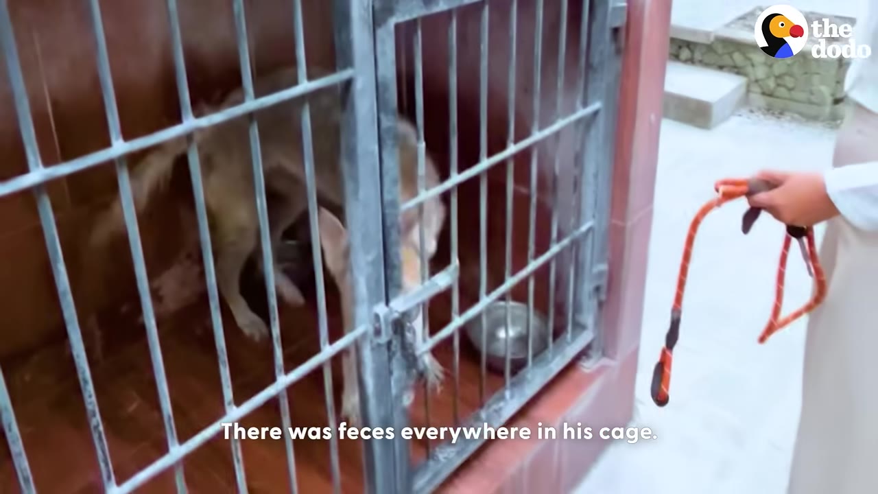 A dog stands inside a metal cage with a wooden floor, while a person outside holds an orange leash.