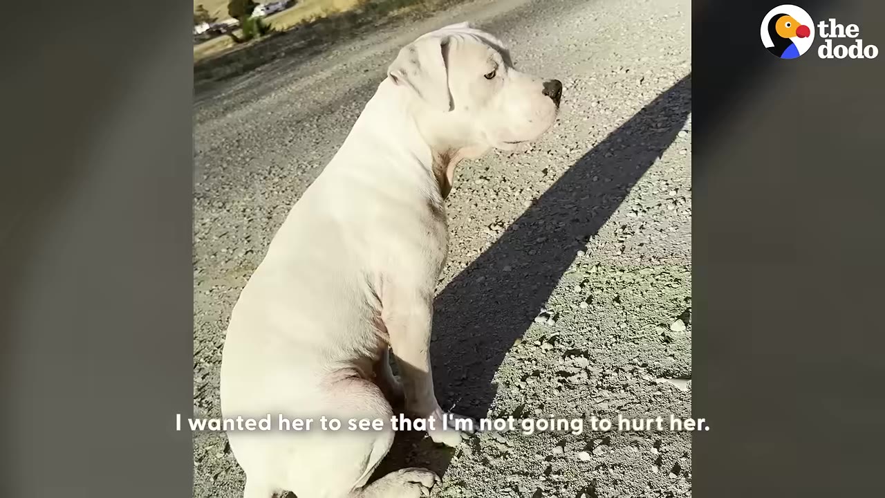 A white dog sits cautiously on a dirt path, looking off to the side with a long shadow cast behind her.
