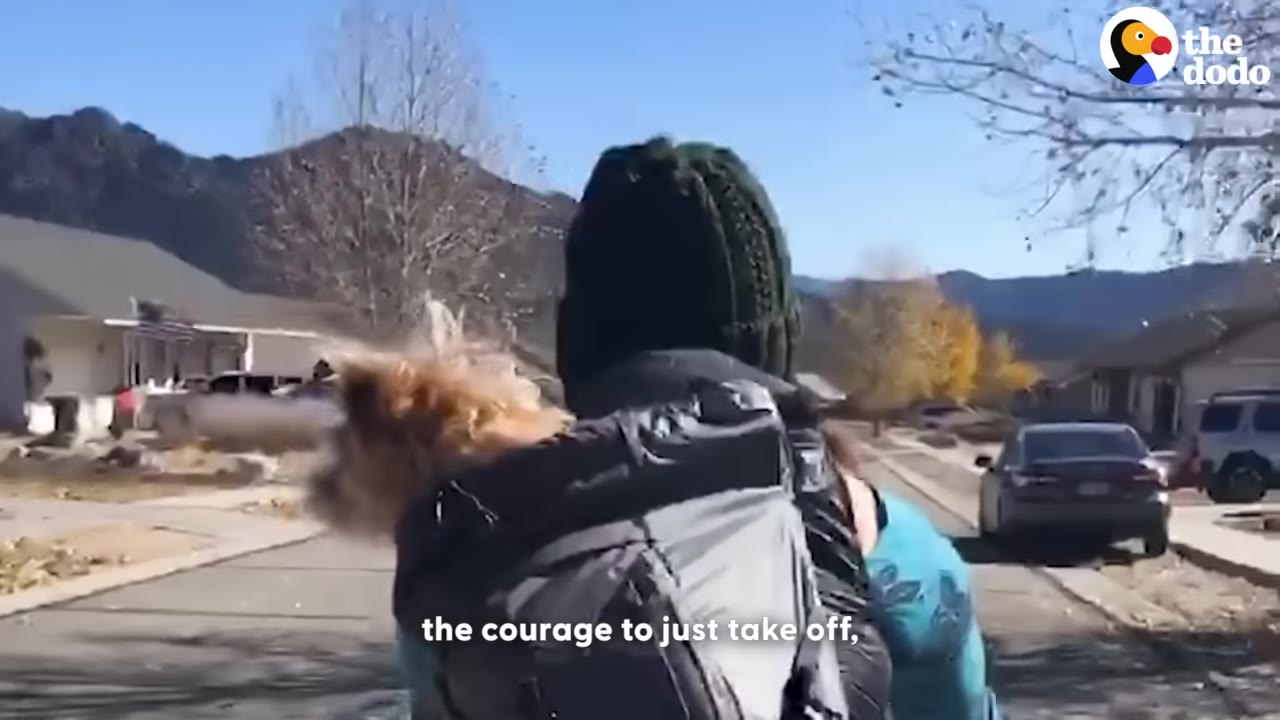 A person wearing a backpack with a small, scruffy dog inside walks down a residential street toward mountains in the distance.