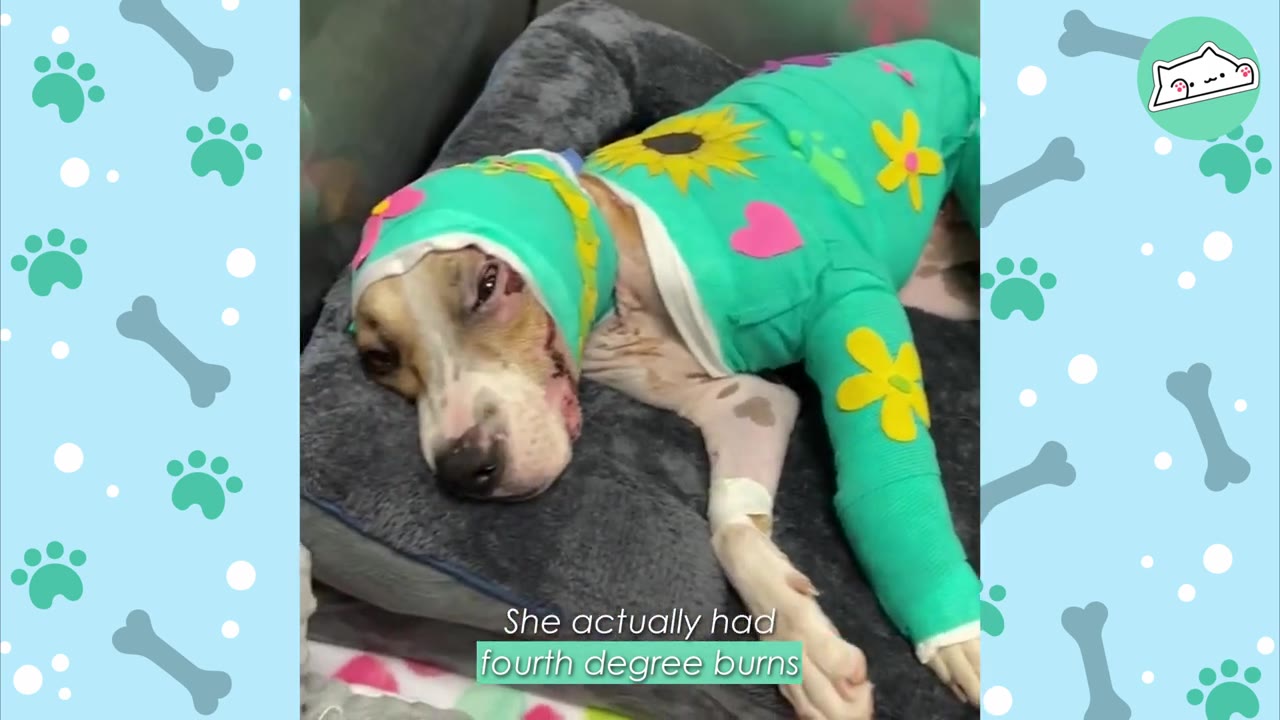 A dog with a bandaged head and body lies in a dog bed, showing visible facial injuries and wearing a green protective suit decorated with felt flowers.