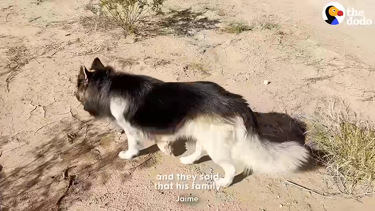 A black and white long-haired dog walking across dry, cracked earth.