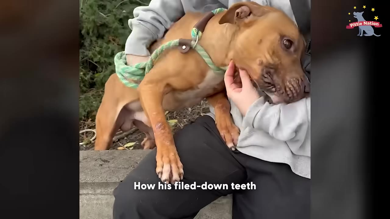 A skinny brown dog is held in a person's lap, looking up as a hand gently strokes its chin.