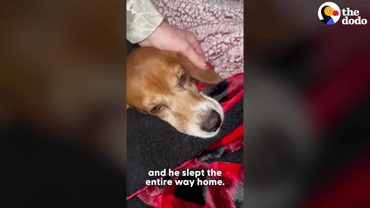 A brown and white beagle rests its head on a black and red blanket while being gently petted on the head by a hand.