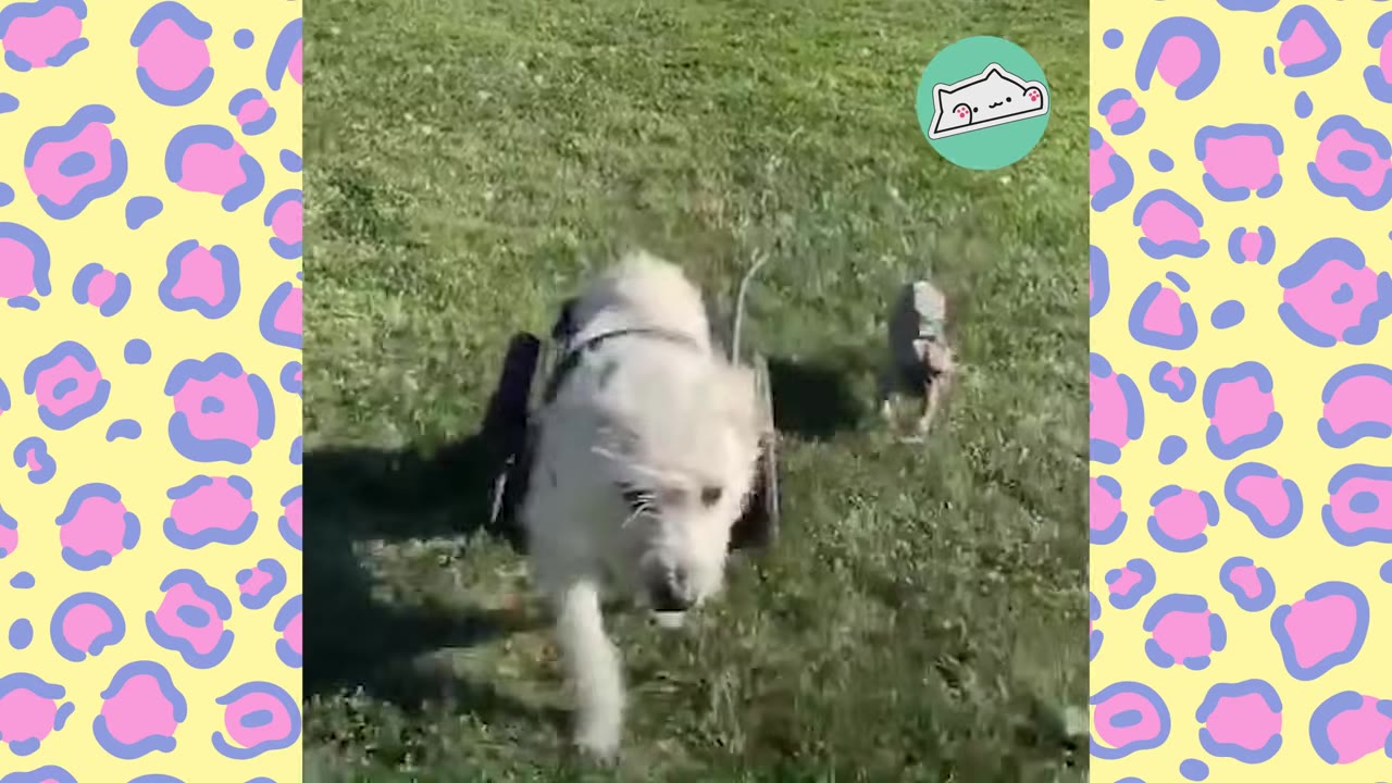 A fluffy white dog in a wheelchair runs energetically across a green grassy field.