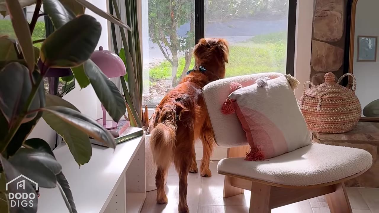 A golden-colored dog stands inside a brightly lit, modern living room, looking out of a large window at the green trees outside.