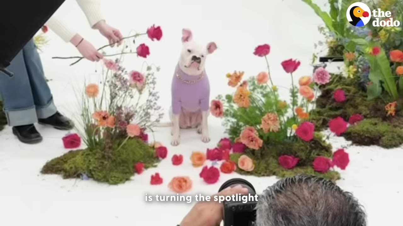 A photographer with salt-and-pepper hair holds a camera, photographing a white dog wearing a purple sweater sitting amidst colorful flowers on a white studio floor.