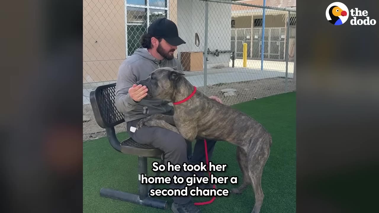 A man wearing a black baseball cap and grey hoodie sits on an outdoor bench, looking down at a brindle dog who has her front paws on his lap.