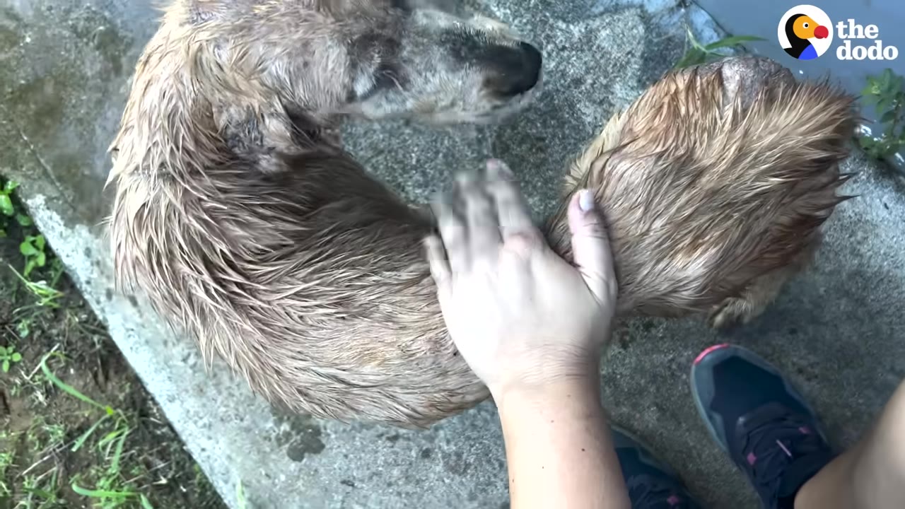An overhead view of a wet, light brown dog with patches of missing fur being gently petted by a person's hand.
