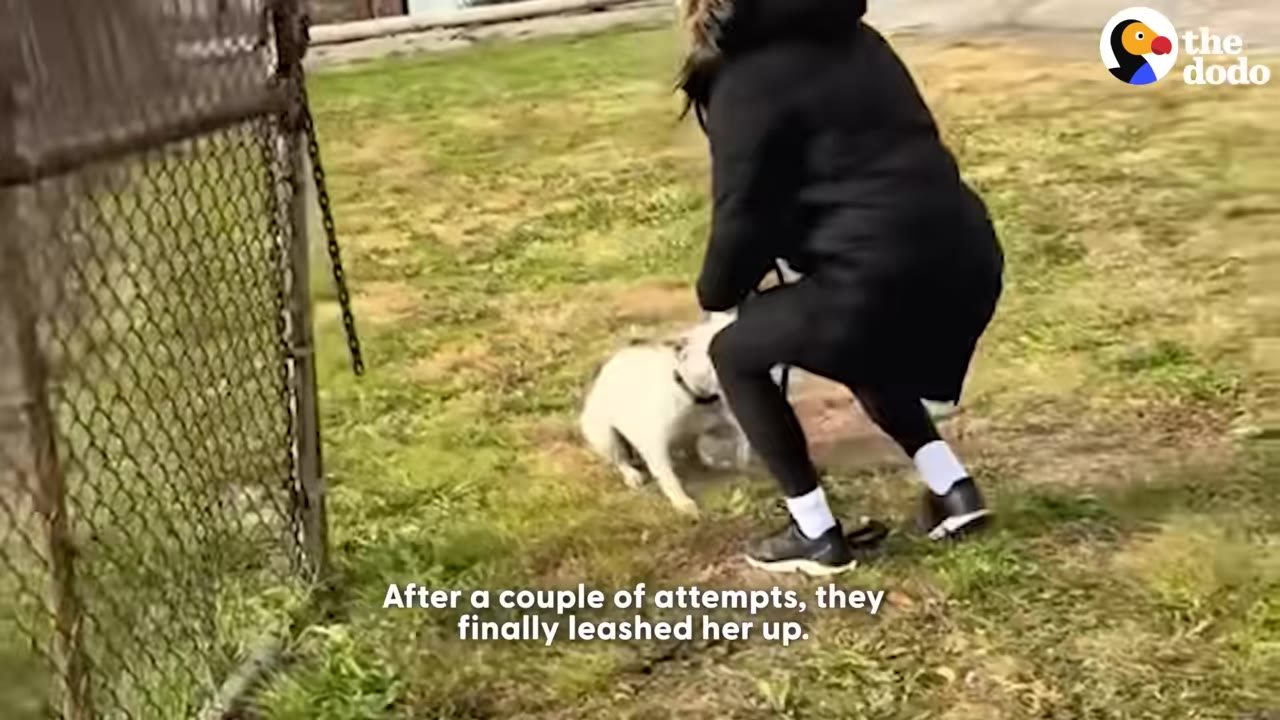 A person in a black coat crouches on a grassy lawn next to a chain-link fence, gently leashing a small white dog.