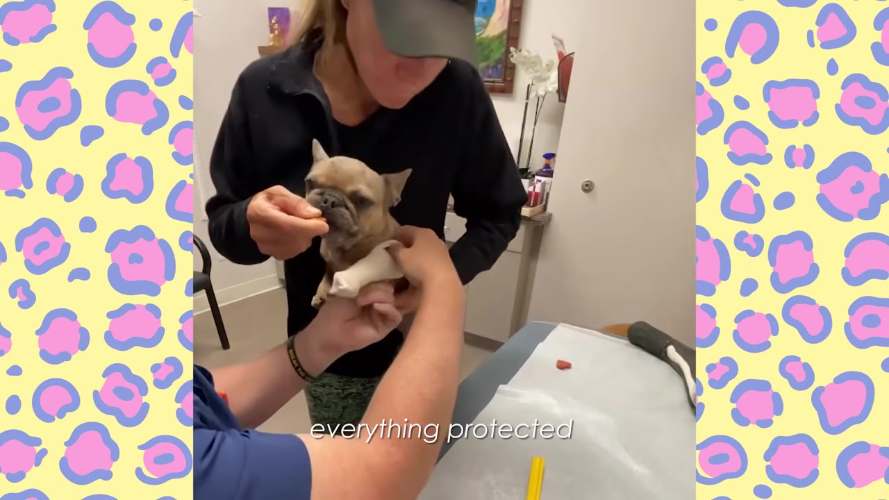 A small French bulldog puppy is held by a woman while a veterinary specialist fits a small white cast onto its front leg.