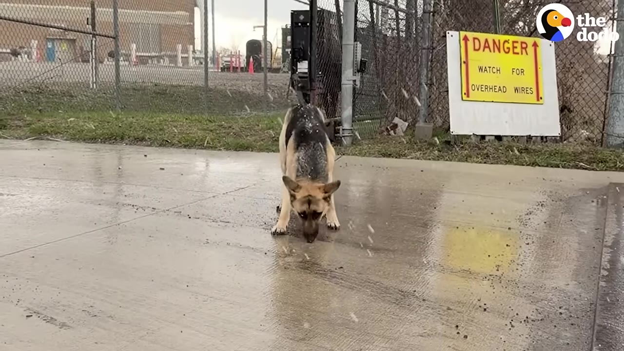 A German Shepherd dog sniffs the wet concrete ground near a chain-link fence and a yellow danger sign.