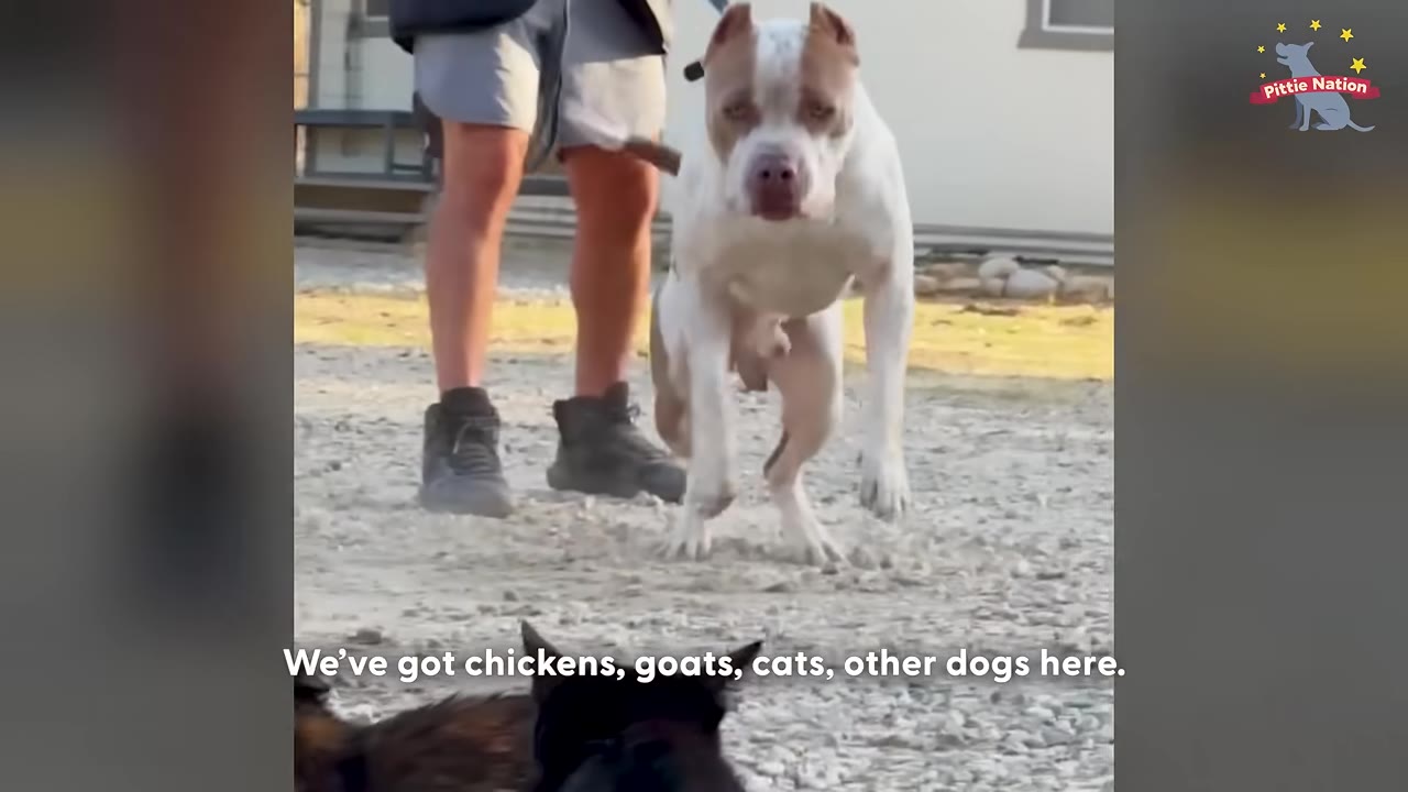 A tan and white pit bull on a leash stands alertly on a gravel path, looking towards cats in the foreground.
