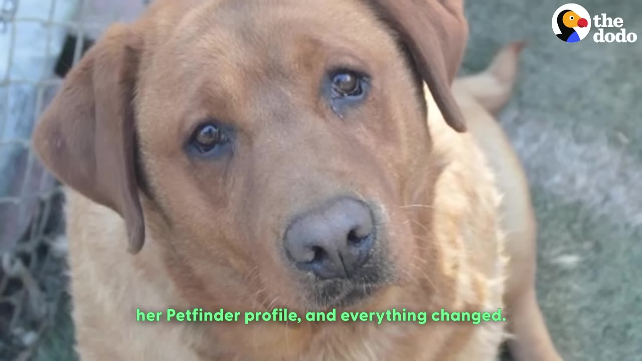 A close-up shot of a brown dog with soulful eyes looking up at the camera.