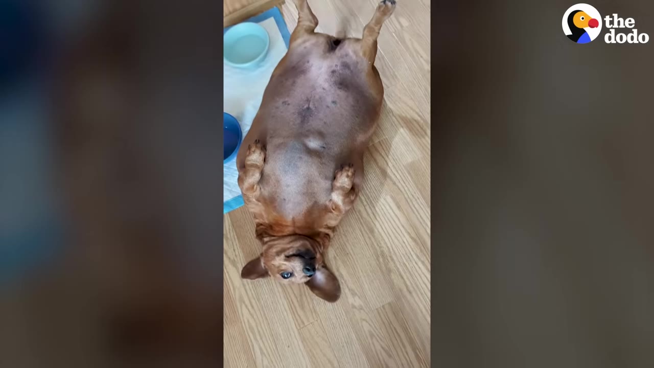 An extremely overweight brown dachshund lies flat on its back on a light wooden floor, showing its large, rounded belly.