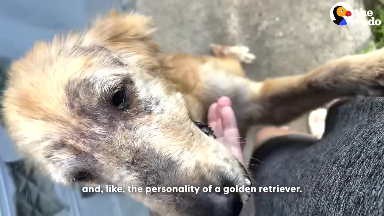 A close-up of a golden retriever looking up affectionately while being gently petted under the chin by a person.
