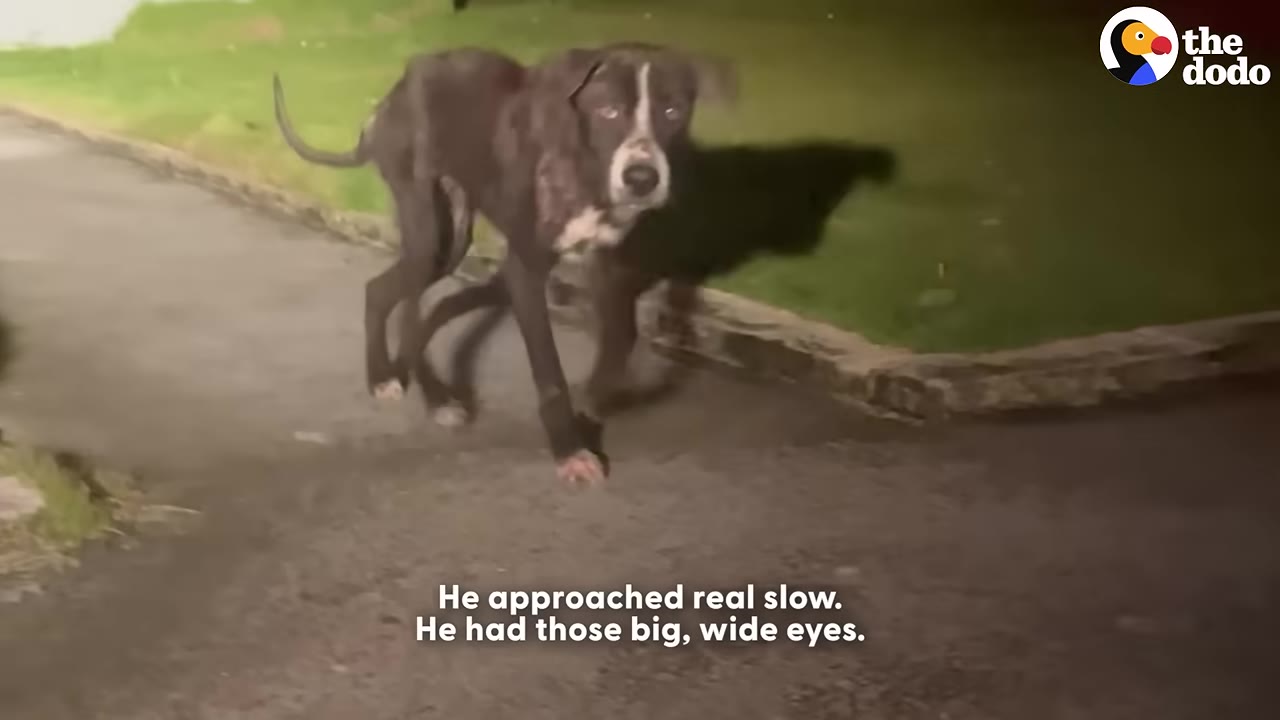 A thin, dark-colored dog with a white patch on his chest walks slowly along a paved path at night, looking directly at the camera with wide, hesitant eyes.