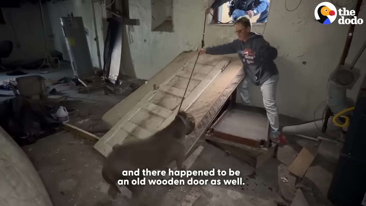 A large brown dog stands at the bottom of a steep, makeshift ramp made of an old wooden door in a basement, looking up at a rescue worker holding its leash.