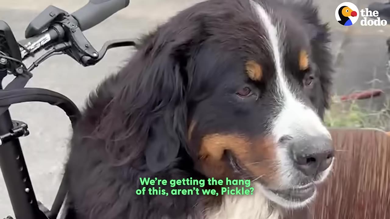 A close-up of a Bernese Mountain Dog sitting calmly in the front bucket of a cargo bicycle.