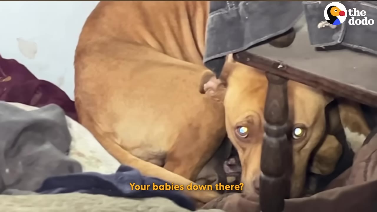 A brown dog curled up protectively under a wooden table, looking directly at the camera with glowing eyes, with the subtitle 'Your babies down there?'