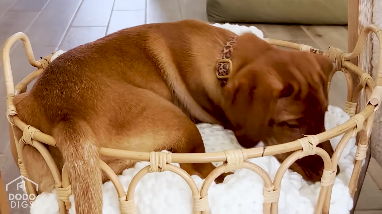 A brown puppy wearing a leopard-print collar curls up inside a round wicker basket filled with a soft white blanket.