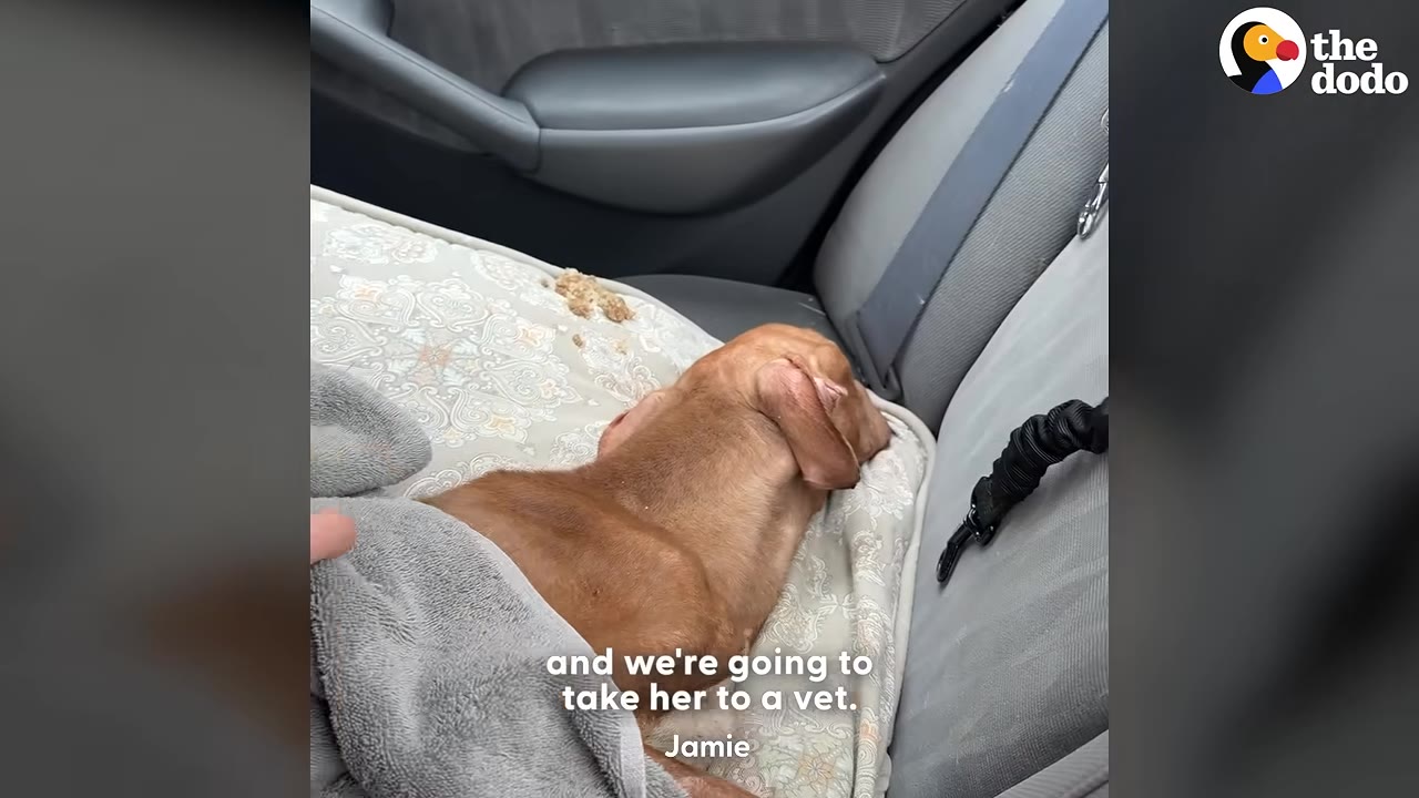 A thin, brown dog lies curled up on a patterned cushion on a car seat, partially covered by a grey blanket.
